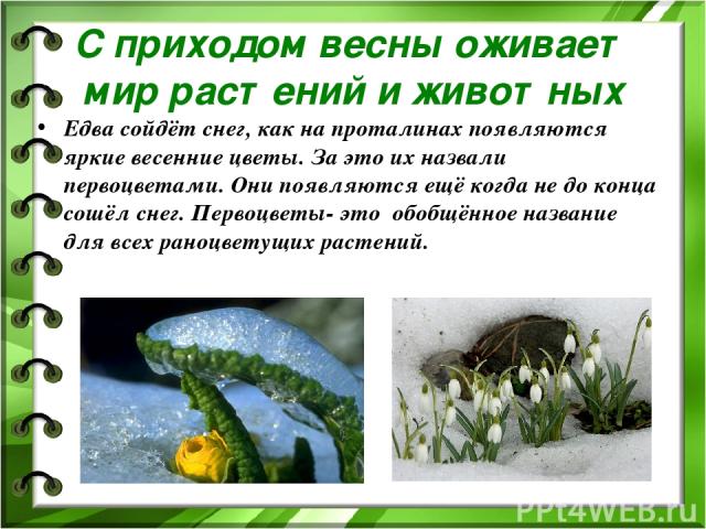 С приходом весны оживает мир растений и животных Едва сойдёт снег, как на проталинах появляются яркие весенние цветы. За это их назвали первоцветами. Они появляются ещё когда не до конца сошёл снег. Первоцветы- это обобщённое название для всех раноц…