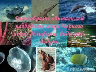 Разнообразие обитателей подводного мира Черного моря; дельфины, виды рыб, медузы