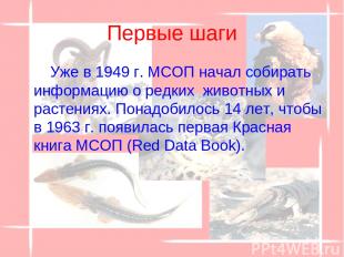 Первые шаги Уже в 1949 г. МСОП начал собирать информацию о редких  животных и ра