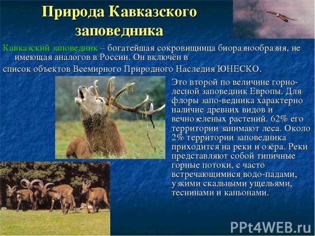 Природа Кавказского заповедника Это второй по величине горно-лесной заповедник Европы. Для флоры запо-ведника характерно наличие древних видов и вечнозеленых растений. 62% его территории занимают леса. Около 2% территории заповедника приходится на р…
