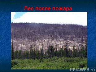 Лес после пожара