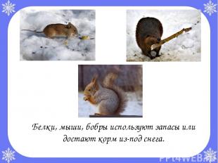 Белки, мыши, бобры используют запасы или достают корм из-под снега.