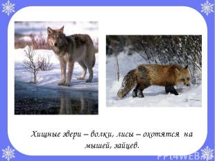 Хищные звери – волки, лисы – охотятся на мышей, зайцев.