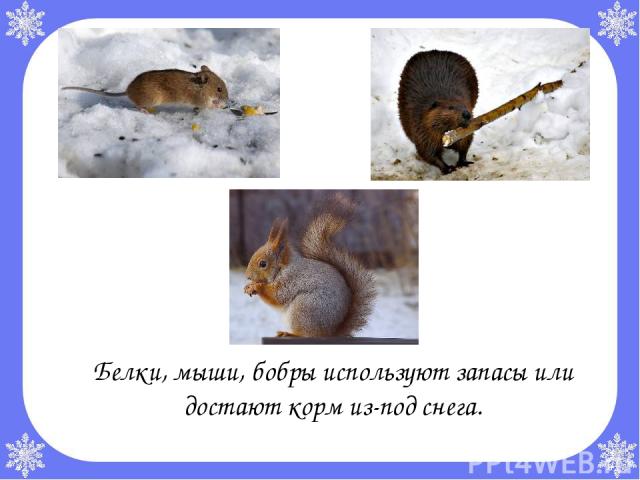 Белки, мыши, бобры используют запасы или достают корм из-под снега.