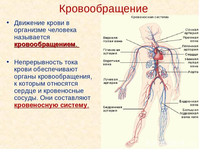 Кровообращение Движение крови в организме человека называется кровообращением. Непрерывность тока крови обеспечивают органы кровообращения, к которым относятся сердце и кровеносные сосуды. Они составляют кровеносную систему.