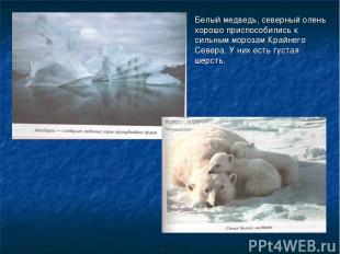 Белый медведь, северный олень хорошо приспособились к сильным морозам Крайнего С