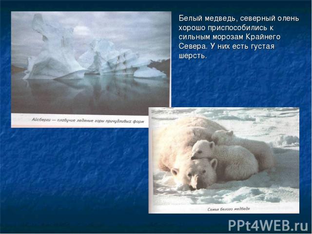 Белый медведь, северный олень хорошо приспособились к сильным морозам Крайнего Севера. У них есть густая шерсть.