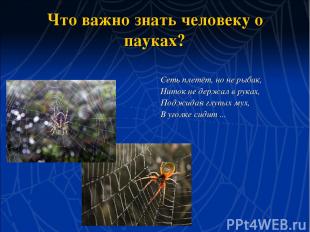 Что важно знать человеку о пауках? Сеть плетёт, но не рыбак, Ниток не держал в р