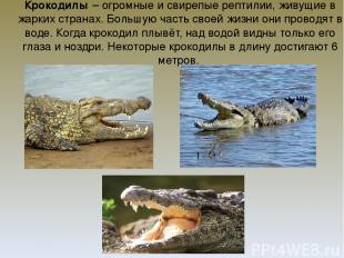 Крокодилы – огромные и свирепые рептилии, живущие в жарких странах. Большую част