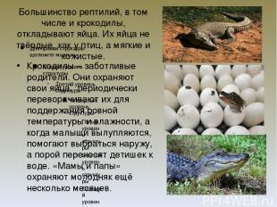Большинство рептилий, в том числе и крокодилы, откладывают яйца. Их яйца не твёр