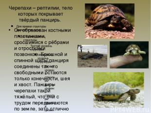 Черепахи – рептилии, тело которых покрывает твёрдый панцирь. Он образован костны