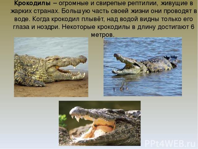 Крокодилы – огромные и свирепые рептилии, живущие в жарких странах. Большую часть своей жизни они проводят в воде. Когда крокодил плывёт, над водой видны только его глаза и ноздри. Некоторые крокодилы в длину достигают 6 метров.