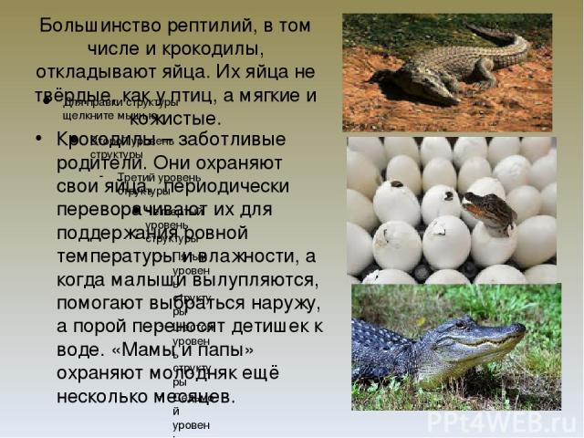 Большинство рептилий, в том числе и крокодилы, откладывают яйца. Их яйца не твёрдые, как у птиц, а мягкие и кожистые. Крокодилы – заботливые родители. Они охраняют свои яйца, периодически переворачивают их для поддержания ровной температуры и влажно…