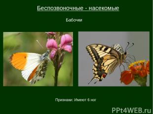 Беспозвоночные - насекомые Бабочки Признаки: Имеют 6 ног