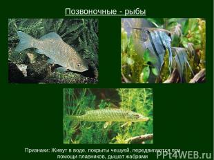 Позвоночные - рыбы Признаки: Живут в воде, покрыты чешуей, передвигаются при пом