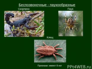 Беспозвоночные - паукообразные Скорпион Паук Клещ Признаки: имеют 8 ног