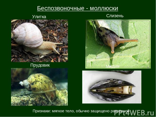 Беспозвоночные - моллюски Улитка Слизень Прудовик Мидия Признаки: мягкое тело, обычно защищено раковиной