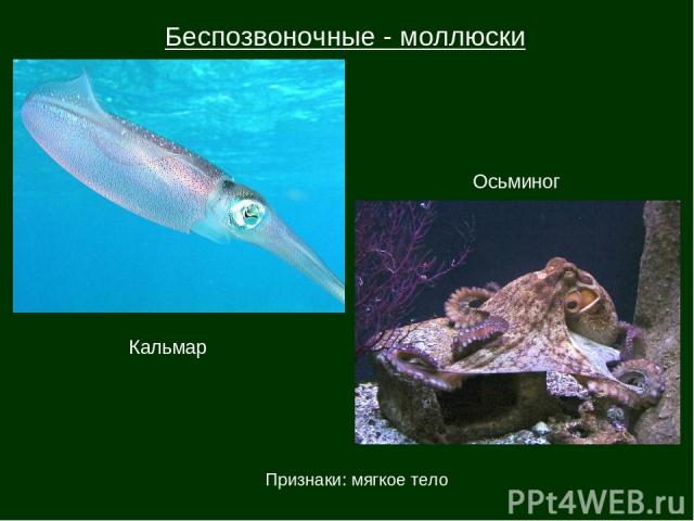 Беспозвоночные - моллюски Кальмар Осьминог Признаки: мягкое тело