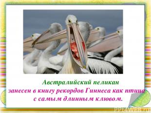 Австралийский пеликан занесен в книгу рекордов Гиннеса как птица с самым длинным