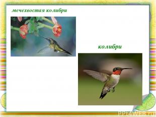 мечехвостая колибри колибри