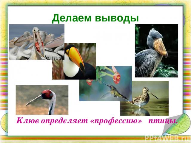 Делаем выводы Клюв определяет «профессию» птицы.