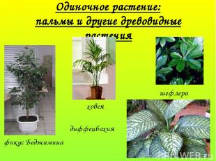 Одиночное растение: пальмы и другие древовидные растения фикус Беджамина диффенб