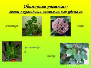 Одиночное растение: лианы с красивыми листьями или цветами монстера хойя филоден