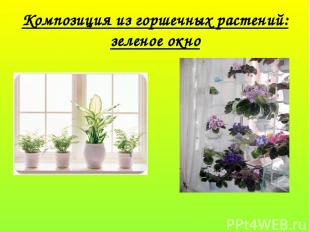 Композиция из горшечных растений: зеленое окно
