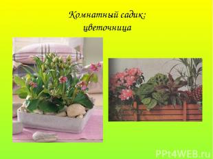 Комнатный садик: цветочница