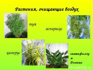 Растения, очищающие воздух туя аспарагус циперус спатифиллум Домино