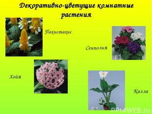 Декоративно-цветущие комнатные растения Пахистахис Хойя Сенполия Калла