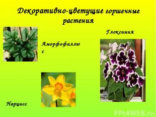 Декоративно-цветущие горшечные растения Аморфофаллюс Глоксиния Нарцисс