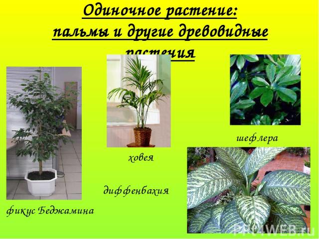 Одиночное растение: пальмы и другие древовидные растения фикус Беджамина диффенбахия ховея шефлера