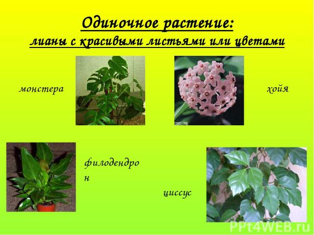 Одиночное растение: лианы с красивыми листьями или цветами монстера хойя филодендрон циссус