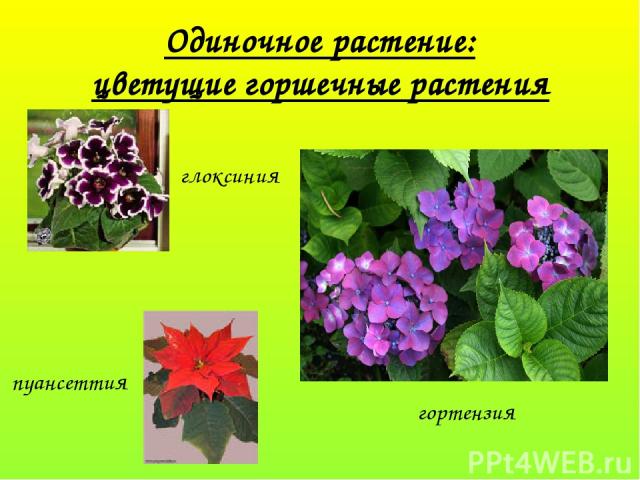 Одиночное растение: цветущие горшечные растения глоксиния пуансеттия гортензия