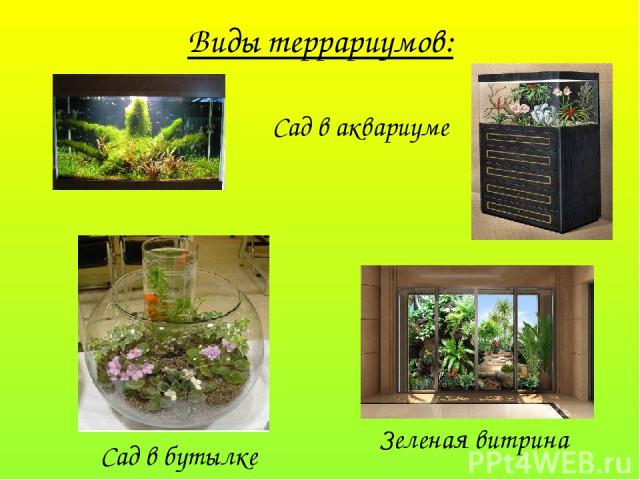 Виды террариумов: Сад в аквариуме Зеленая витрина Сад в бутылке