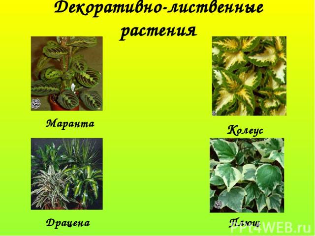 Декоративно-лиственные растения Маранта Колеус Драцена Плющ