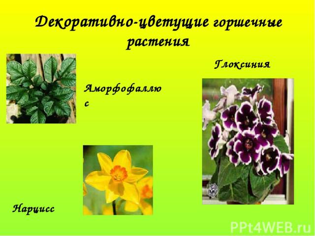 Декоративно-цветущие горшечные растения Аморфофаллюс Глоксиния Нарцисс