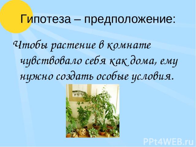 Гипотеза – предположение: Чтобы растение в комнате чувствовало себя как дома, ему нужно создать особые условия.