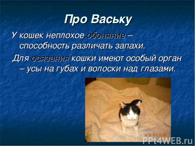 Про Ваську У кошек неплохое обоняние – способность различать запахи. Для осязания кошки имеют особый орган – усы на губах и волоски над глазами.