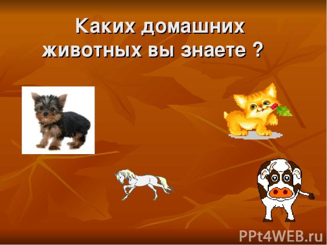 Каких домашних животных вы знаете ?