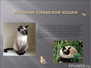 Во многом историю абиссинских кошек повторяет и сиамская порода. Такие кошки изв