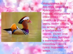 Мандаринка. этот вид птиц занесен в Красную книгу России. Мандаринки относятся к
