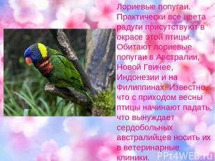 Лориевые попугаи. Практически все цвета радуги присутствуют в окрасе этой птицы.