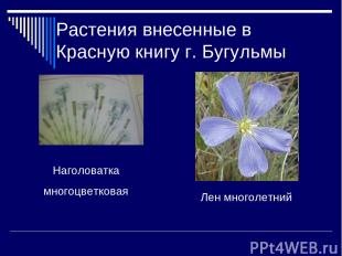 Растения внесенные в Красную книгу г. Бугульмы Лен многолетний Наголоватка много