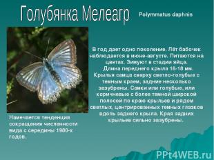 Polymmatus daphnis В год дает одно поколение. Лёт бабочек наблюдается в июне-авг