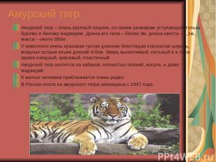 Амурский тигр Амурский тигр – очень крупный хищник, по своим размерам уступающий