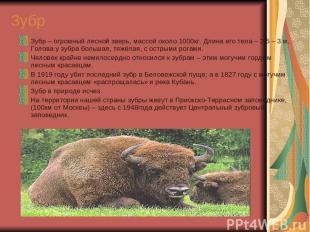 Зубр Зубр – огромный лесной зверь, массой около 1000кг. Длина его тела – 2,5 – 3