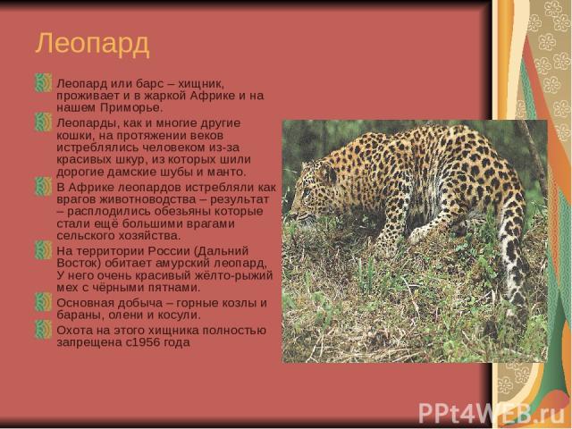 Леопард Леопард или барс – хищник, проживает и в жаркой Африке и на нашем Приморье. Леопарды, как и многие другие кошки, на протяжении веков истреблялись человеком из-за красивых шкур, из которых шили дорогие дамские шубы и манто. В Африке леопардов…