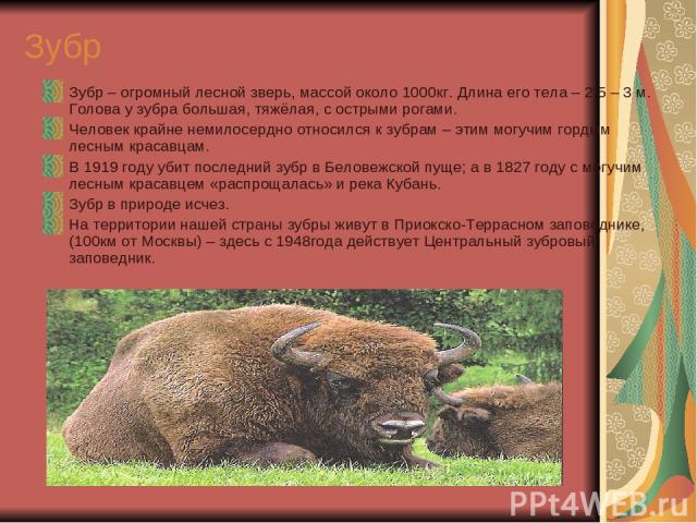Зубр Зубр – огромный лесной зверь, массой около 1000кг. Длина его тела – 2,5 – 3 м. Голова у зубра большая, тяжёлая, с острыми рогами. Человек крайне немилосердно относился к зубрам – этим могучим гордым лесным красавцам. В 1919 году убит последний …